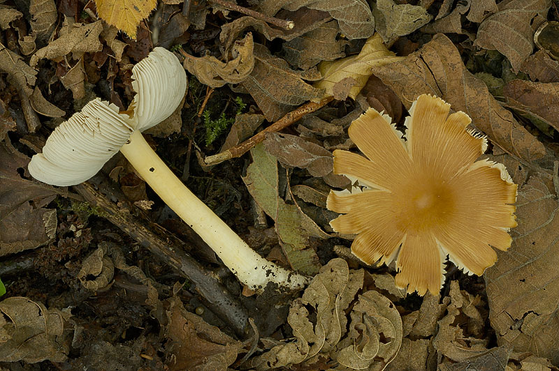 Inosperma lanatodiscum